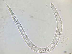 Beneficial Nematodes for Fleas Control - Complete Guide - FleasControl.com
