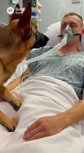 Emotional Moment: Soldier Finally Sees His Dog #ArmyDog #WarHero #Wounded soldiers#emotionalshorts