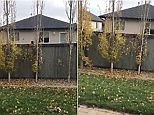Angry man caught on camera throwing leaves into neighbour's garden