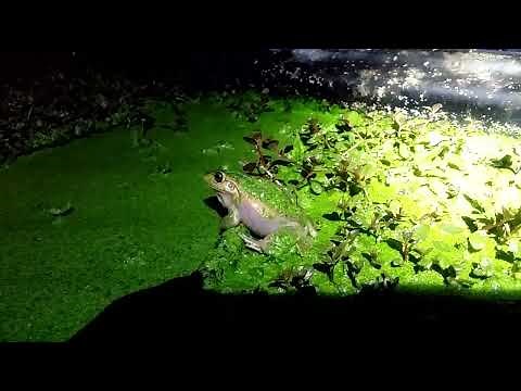 Motorbike Frog (Ranoidea moorei) Calling