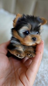 Mini Yorkie puppy held in one hand 🥺❤️🐾 #reelsviral #yorkie #doglover | We Love Yorkies