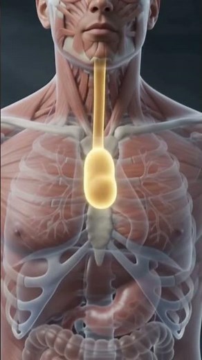 What happened inside your body after eating a 🍌 banana.