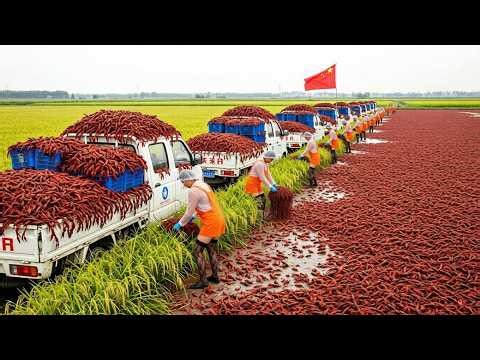 Inside the $40 Billion Crawfish Seafood Business in China | Full Documentary