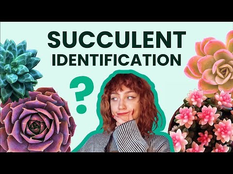 Succulent Identification 🔎 How t​​o Identify | Types, Names with Pictures