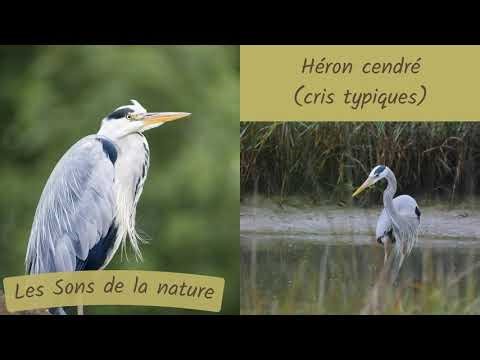 Héron cendré (grey heron) | Sons de la nature