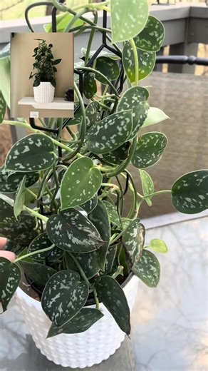 Deciding what to do with my satin pothos. Should I propagate it or continue to trellis it #indoorplants #plantparent #plant #plantlover | Lifewithashleyanita
