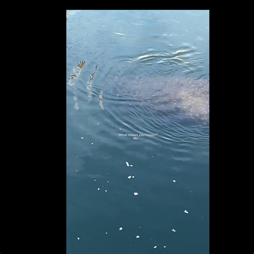 It snowed in Florida the day before we went looking for manatees. Cold. Windy. Overcast. We started at Manatee Springs — the water was dark and rippled, and we caught only a glimpse or two as noses briefly broke the surface. On the way home, we decided to try once more. We stopped at the TECO Manatee Viewing Center — and everything slowed down. To capture moments like this, you have to watch beneath the surface first. Learn their rhythm. Wait for the breath. It happens fast — a second, maybe two