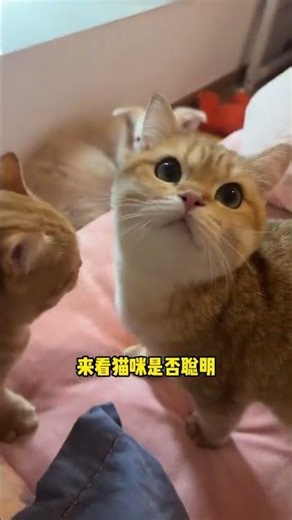 快給我看看你的小貓#小貓 #萌寵 #鏟屎官 #娛樂評論大賞