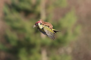 Photographer Nabs Picture of Weasel Riding Woodpecker  | OutdoorHub
