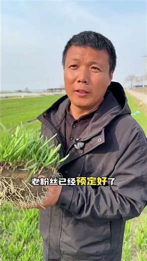 The new leek seedlings have been prepared for everyone#Leek#Leek cultivation#Planting tips