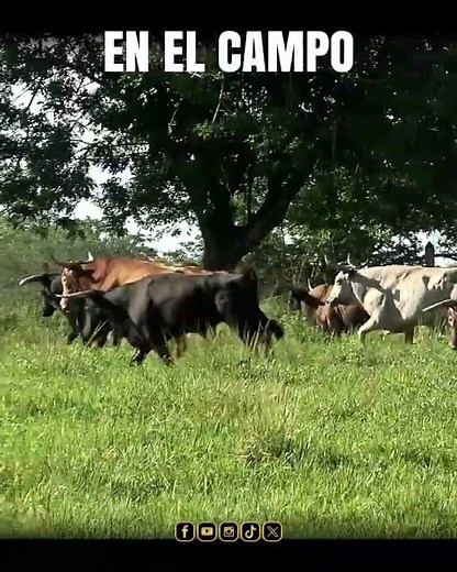 TOROS BRAVOS EN EL CAMPO