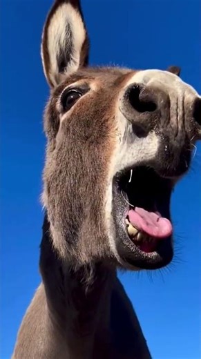 🌸 Baby Donkey Moments That’ll Melt Your Heart!