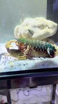 Ocean's Fastest Punch in Slow Motion #shorts #wildlife