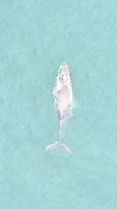 First whale on the drone this year ❤️ 🐋 #whale #drone | Coby Watts