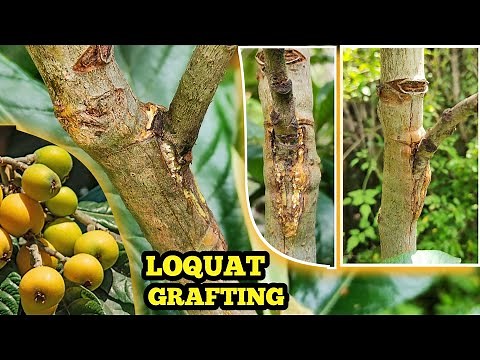 How to Graft a Loquat Tree: Step-by-Step Guide for Beginners