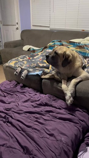 Aslan LOVES food. Fine dining with a “barkuterie” board. 😂#AslanAdventures #handicappedpets #dog #cute #food