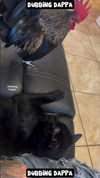 Kareees 🤣 #funny #cat #shorts #dog #shortsfeed #funnyanimals #dubbingdappa #catvideos #dogshorts