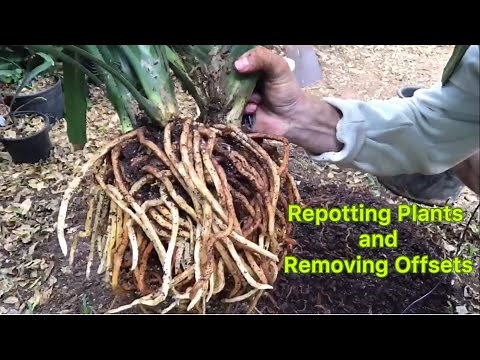 Repotting Plants and Removing Offsets