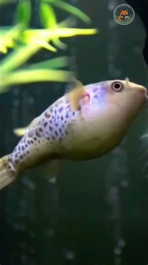 Peaceful Yet Toxic ✨🐟☠️