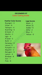 DECEMBER 7 Color Coding Guide #reelschallengereelschallengereelschallengereelschallenge #PhilippinesGamefowl #viralpost #trendingreelsvideo #colorcoding | Rooster Epics 1.0