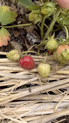 初めて植えたいちごの苗 沢山🍓がなっている 初心者家庭菜園ガーデニング 長野移住生活