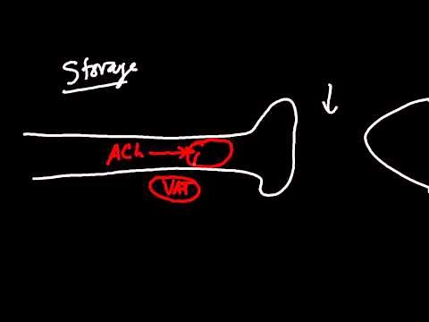 Acetylcholine Synthesis Pathway Made Simple