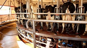 Animal Farm Cow Milking Facility Mechanized Stock Footage Video (100% Royalty-free) 1008895211 | Shutterstock
