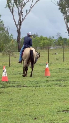 Tia's Amazing Training Session with Trot and Obstacles