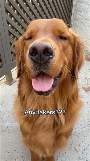Ollie tried to make an executive decision 😑 #goldenretriever #funnydogvideos #rescuedog #puppy