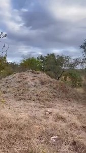 16 reactions | Elephant Plains Game Lodge Day 2 - morning and...