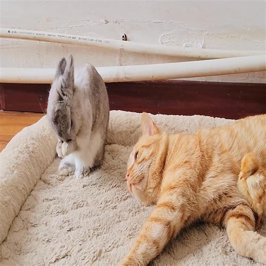 98K views · 4.4K reactions | Cats, rabbits, dogs and a group of naughty chicks. | Puppy Life Family | Facebook