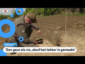 Zorgen bij boswachters: Worden dassen vergiftigd?