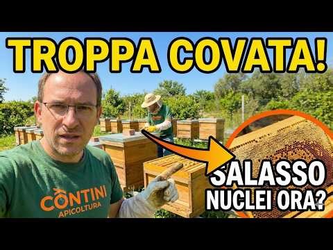 Apicoltura CD: Troppa forza? Se non intervieni ora, le perdi! Salasso dei nuclei.