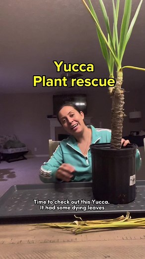 Troubleshooting Common Yucca Plant Problems
