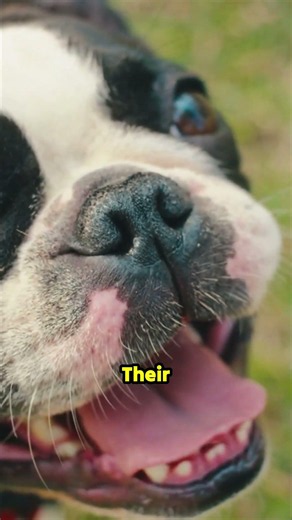 Why the Boston Terrier is the ultimate family dog.