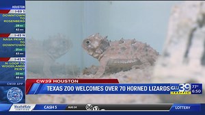 Texas Zoo Welcomes 70 Horned Lizards