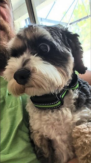Jealous Puppy Hijacks Dad's Cuddle Time!