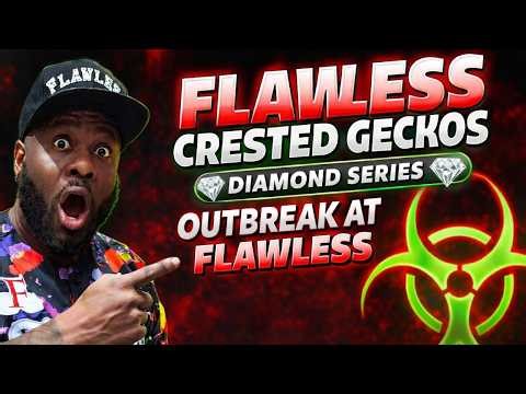 OUTBREAK at Flawless… This Crested Gecko Line is INSANE!