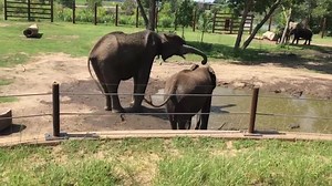 15K views · 871 reactions | After a slow introduction process over the past couple of weeks, Ajani was able to meet the entire herd today! So far everyone is a little shy but very friendly. | Sedgwick County Zoo | Facebook
