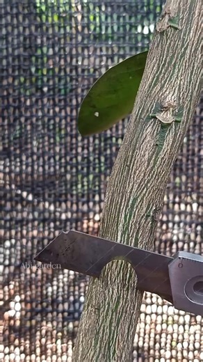 1K views · 220 reactions | Side grafting techniques #grafting #graftingtechniques #citrusgrafting #gardeningtips | Abi Garden | Facebook