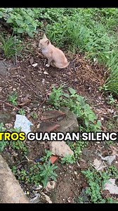 Cuando un gato es 4b4ndon4d0 sufre y bastante | El Gato Escobar