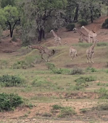 Giraffes Running: Nature's Slow Motion Marvel