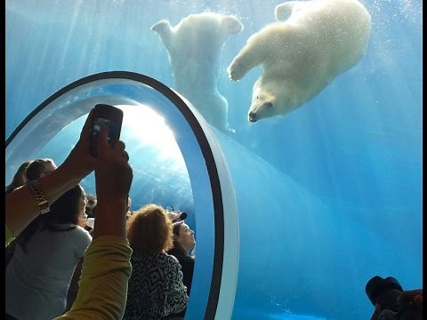 Polar Bears Assiniboine Park Zoo Winnipeg Manitoba Canada