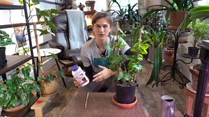 How to use Bonide systemic insect control