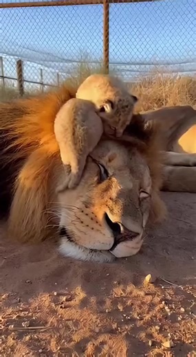 Funny Lion and Cub Moments