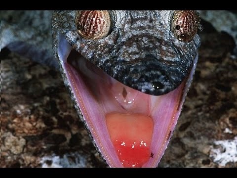 Top 10 des animaux en voie de disparition