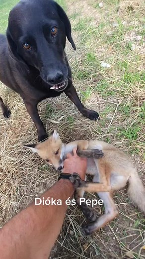 Black Dog and Fox Play Together in Grass