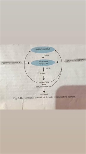 Hormonal control of female reproductive system human reproduction, class 12th