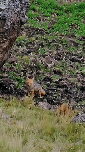 2.7K reactions · 626 shares | 冀酪El Zorrito Run Run Run Run Huye del...