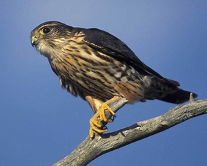 Merlin (bird) - Alchetron, The Free Social Encyclopedia